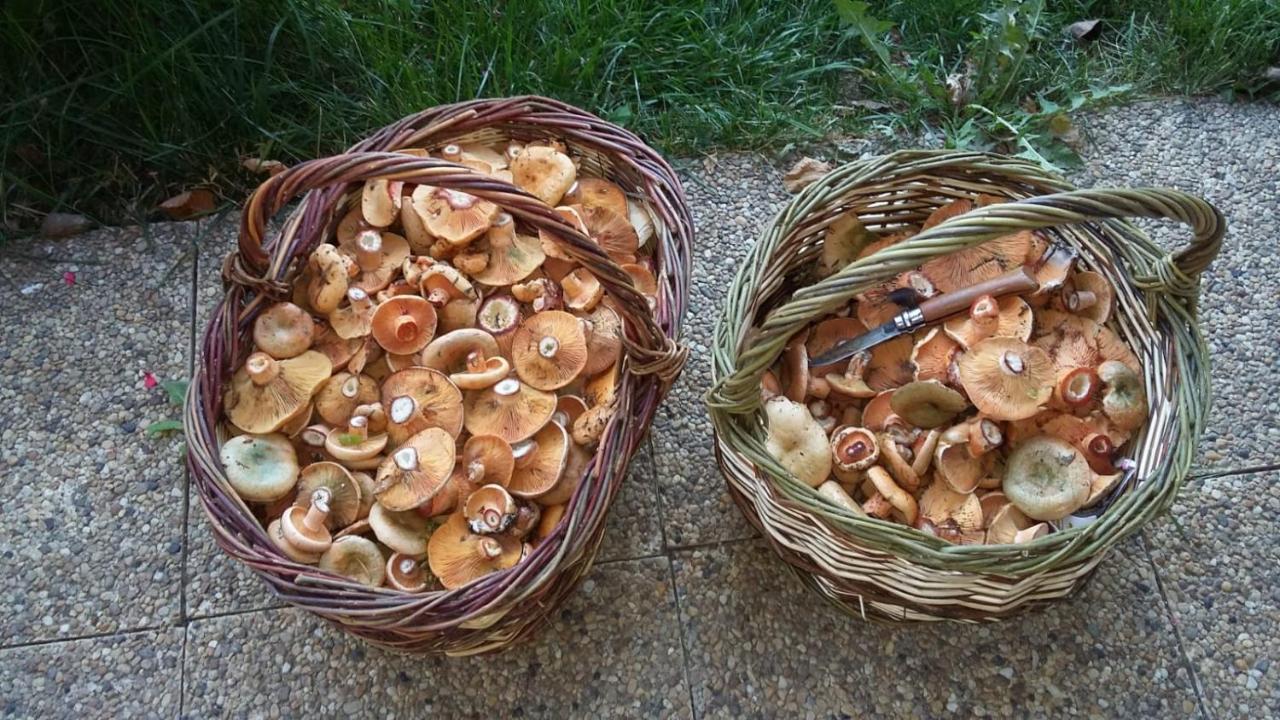 La Reyniere Panzió Serres  Kültér fotó